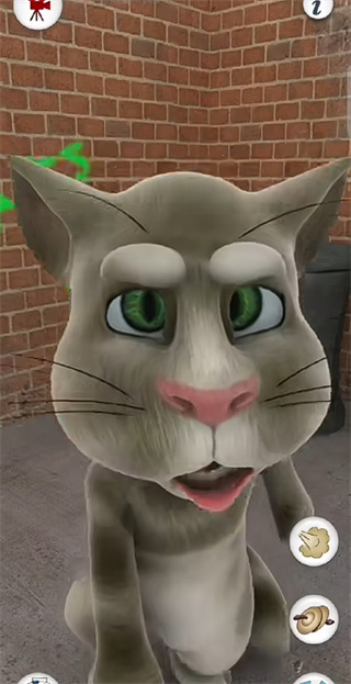 学舌猫